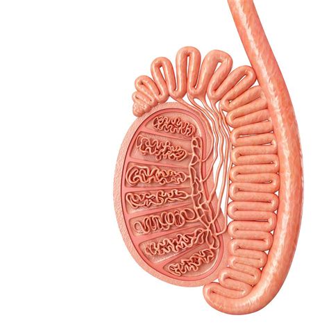 the thick whitish layer surrounding the testes is the|23.2: Anatomy of the Male Reproductive System.